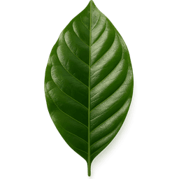 Coffee Leaf